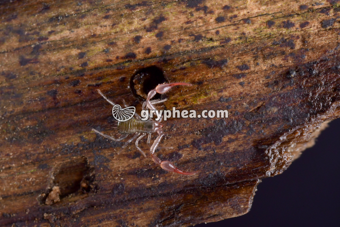 Pseudoscorpion x2 - gryphea.com